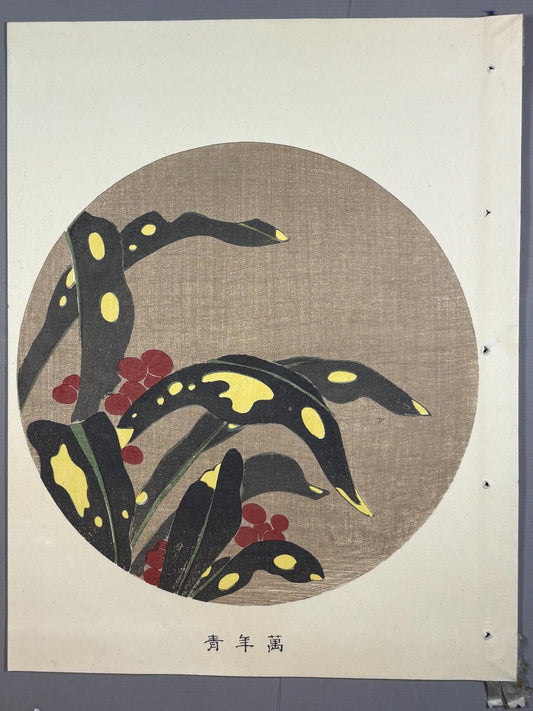 1908, Japanese antique woodblock print, Ito Jakuchu, "Stonecrop, from Jakuchu gafu"