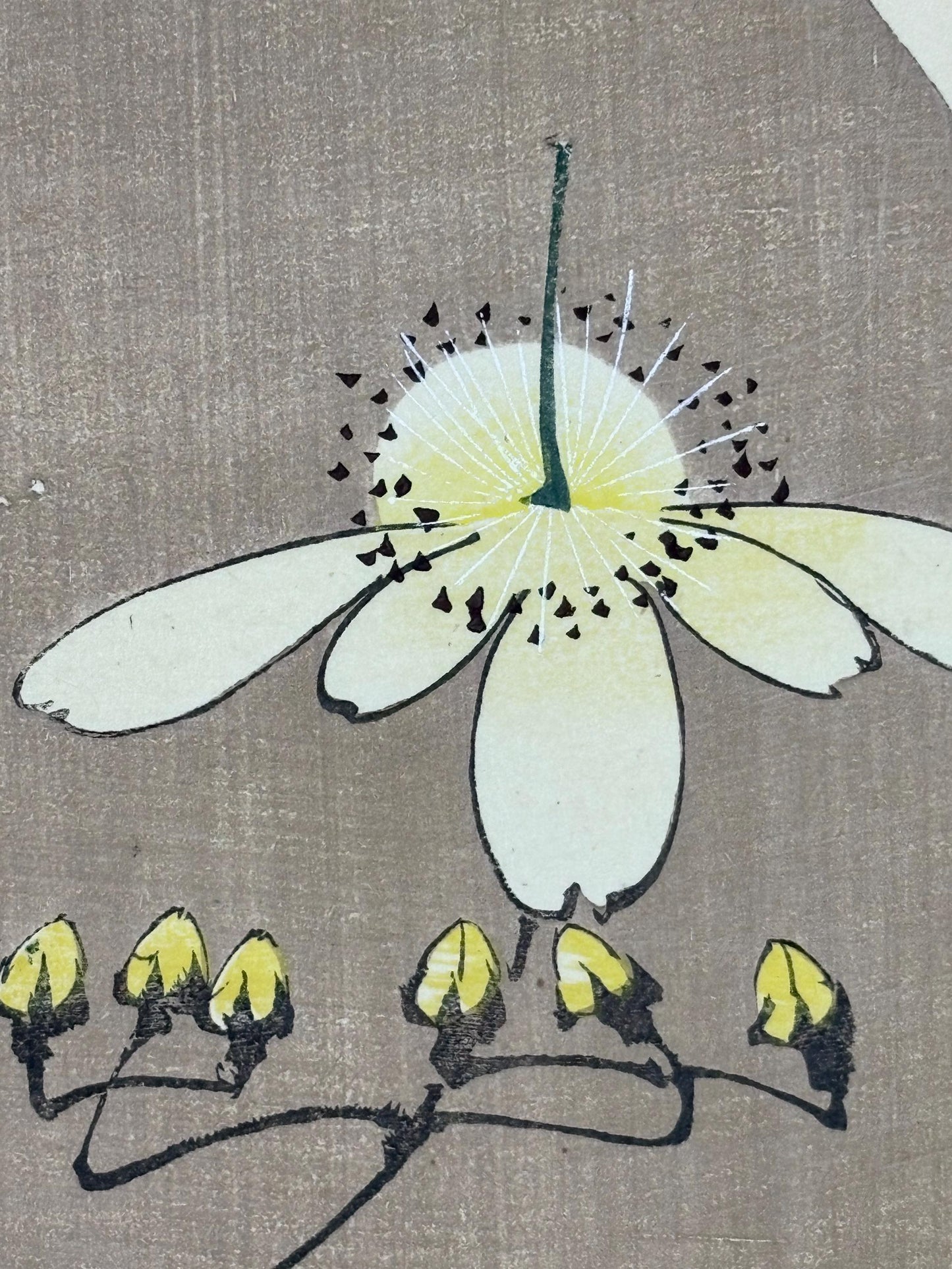1908, Japanese antique woodblock print, Ito Jakuchu, "Chrysanthemum, from Jakuchu gafu"