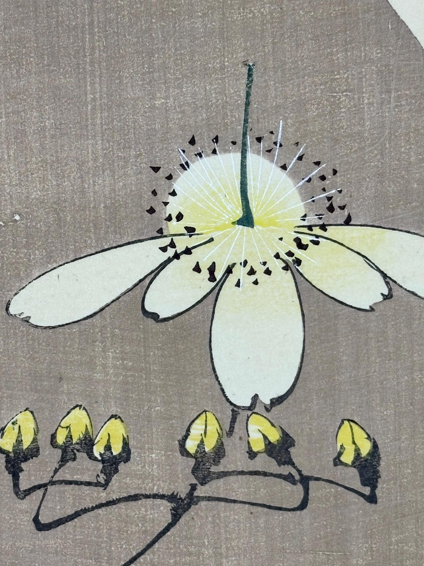 1908, Japanese antique woodblock print, Ito Jakuchu, "Chrysanthemum, from Jakuchu gafu"
