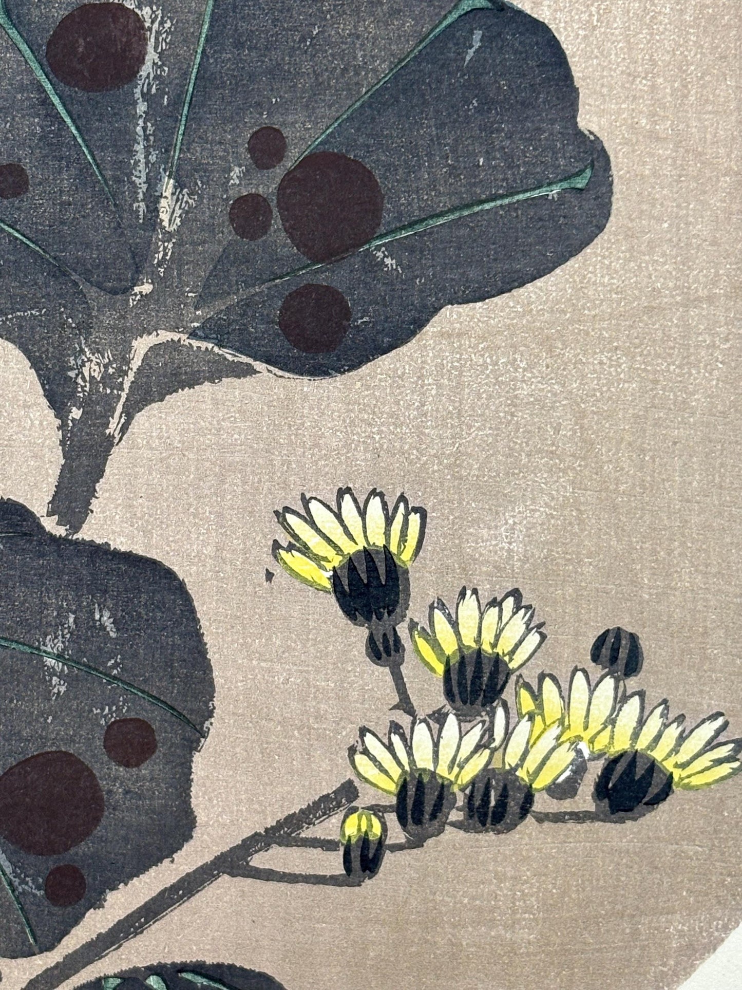 1908, Japanese antique woodblock print, Ito Jakuchu, "Leopard plant, from Jakuchu gafu"