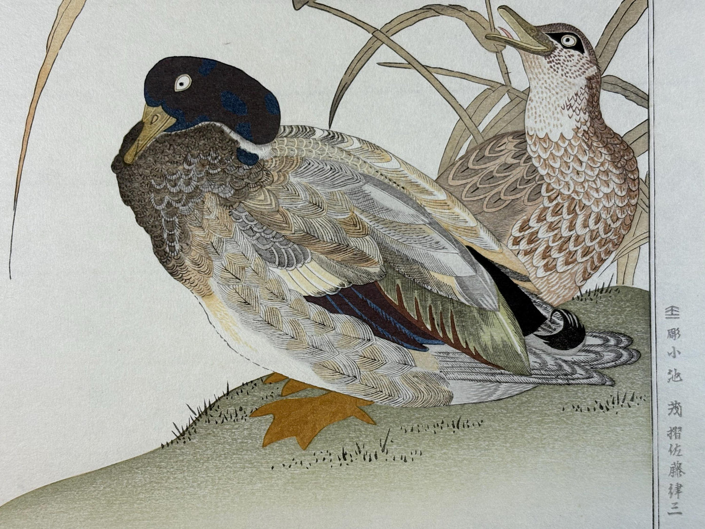 Japanese Ukiyo-e, woodblock print, Utamaro , "Duck and Kingfisher"