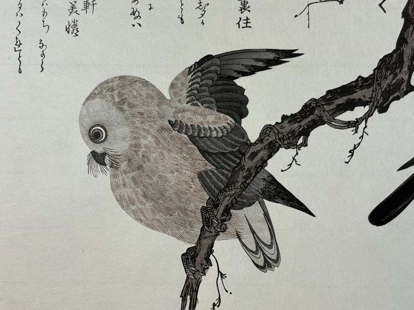 Japanese Ukiyo-e, woodblock print, Utamaro , "Eurasian Jay and Owl"