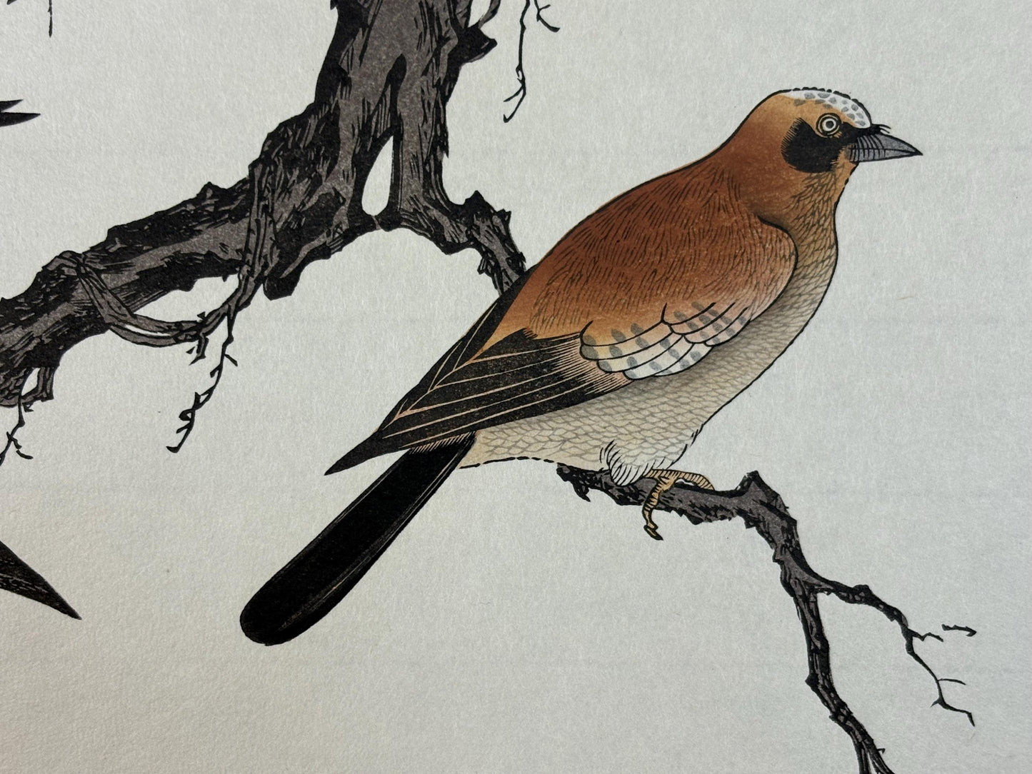 Japanese Ukiyo-e, woodblock print, Utamaro , "Eurasian Jay and Owl"
