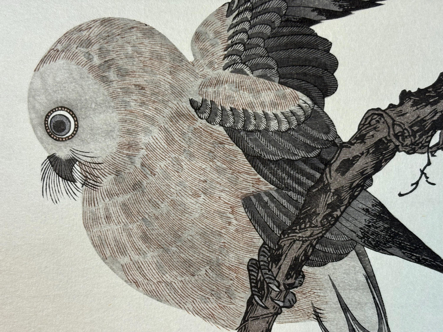Japanese Ukiyo-e, woodblock print, Utamaro , "Eurasian Jay and Owl"