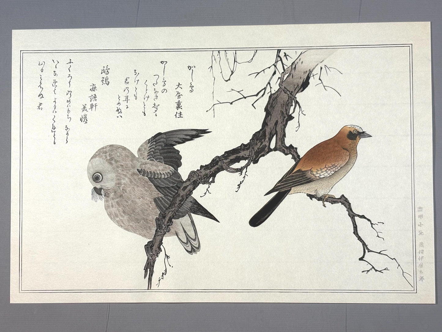 Japanese Ukiyo-e, woodblock print, Utamaro , "Eurasian Jay and Owl"
