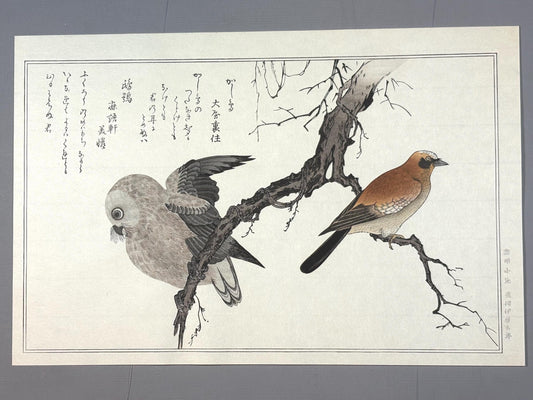 Japanese Ukiyo-e, woodblock print, Utamaro , "Eurasian Jay and Owl"