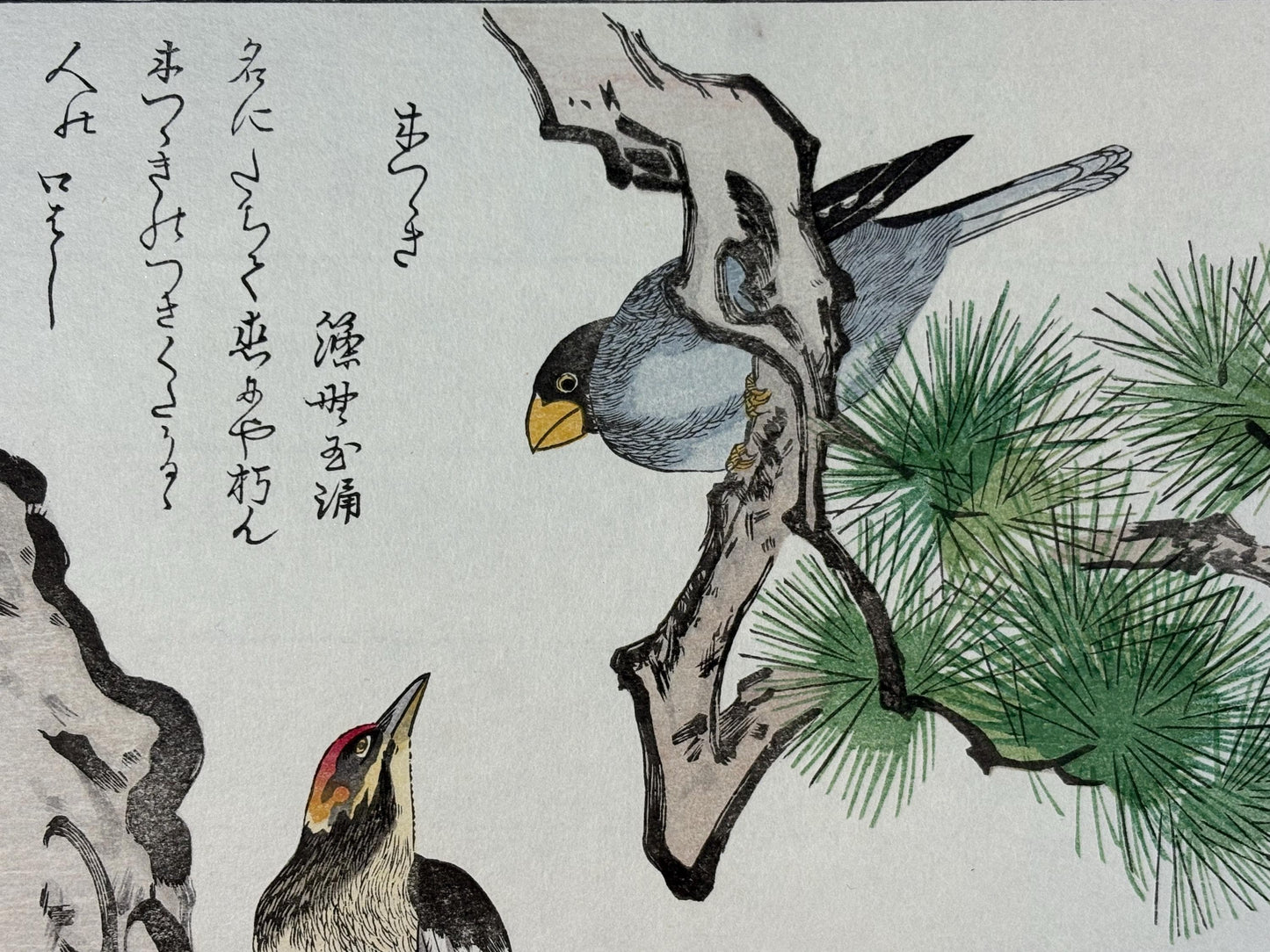Japanese Ukiyo-e, woodblock print, Utamaro , "Long-tailed Tit and Woodpecker"