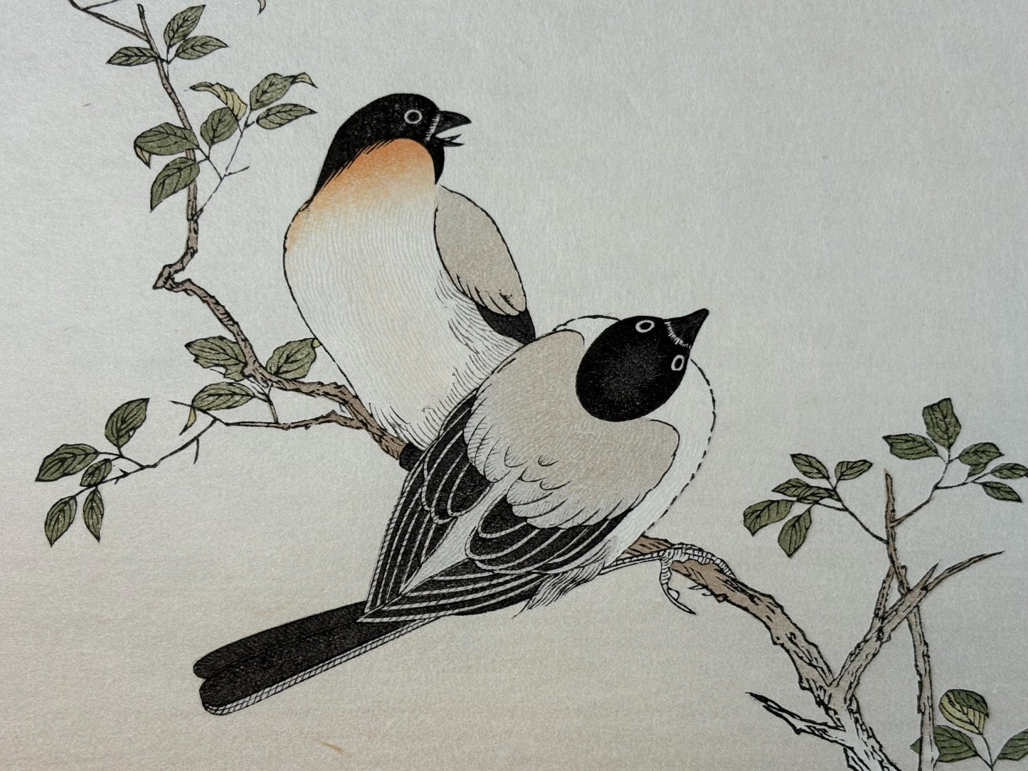 Japanese Ukiyo-e, woodblock print, Utamaro , "Horned Owl and Bullfinch"