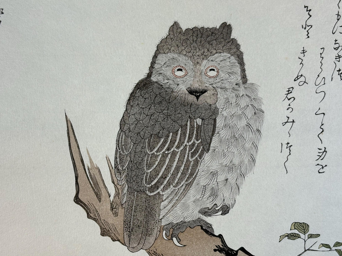 Japanese Ukiyo-e, woodblock print, Utamaro , "Horned Owl and Bullfinch"