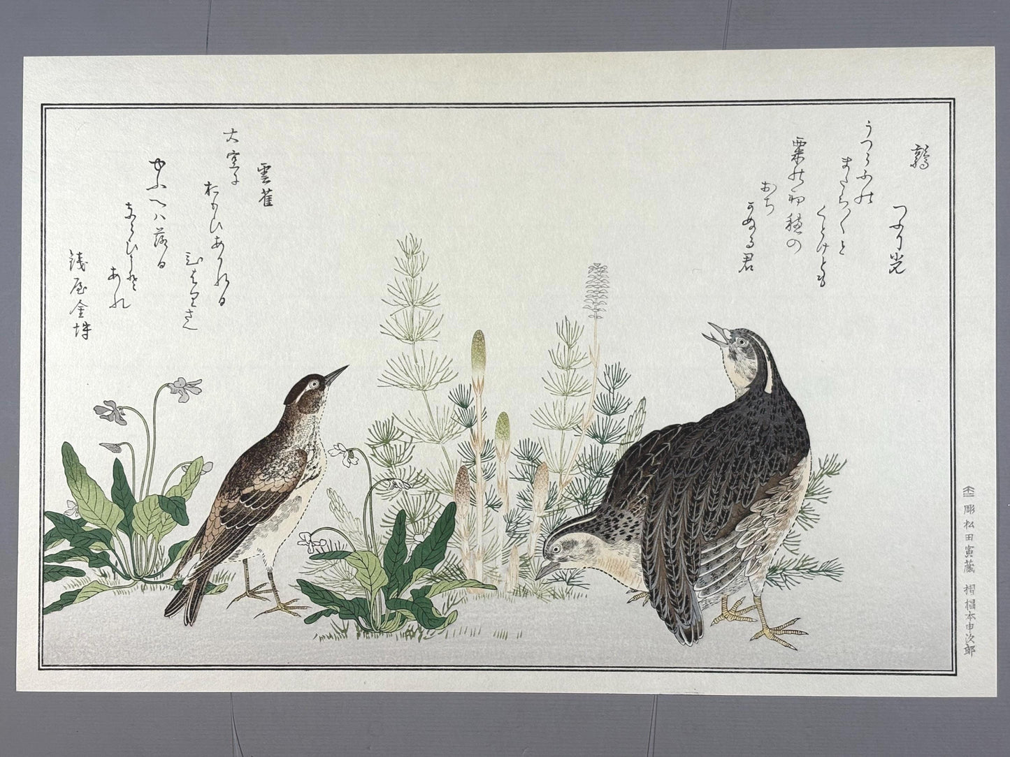 Japanese Ukiyo-e, woodblock print, Utamaro , "Quail and Skylark"