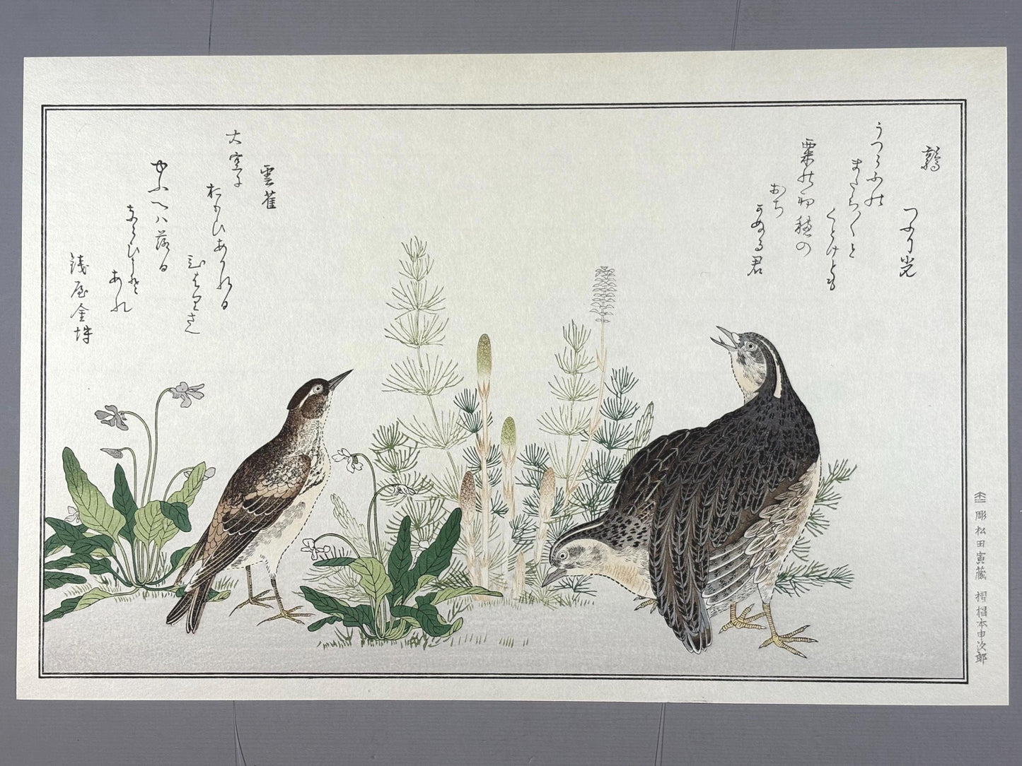Japanese Ukiyo-e, woodblock print, Utamaro , "Quail and Skylark"