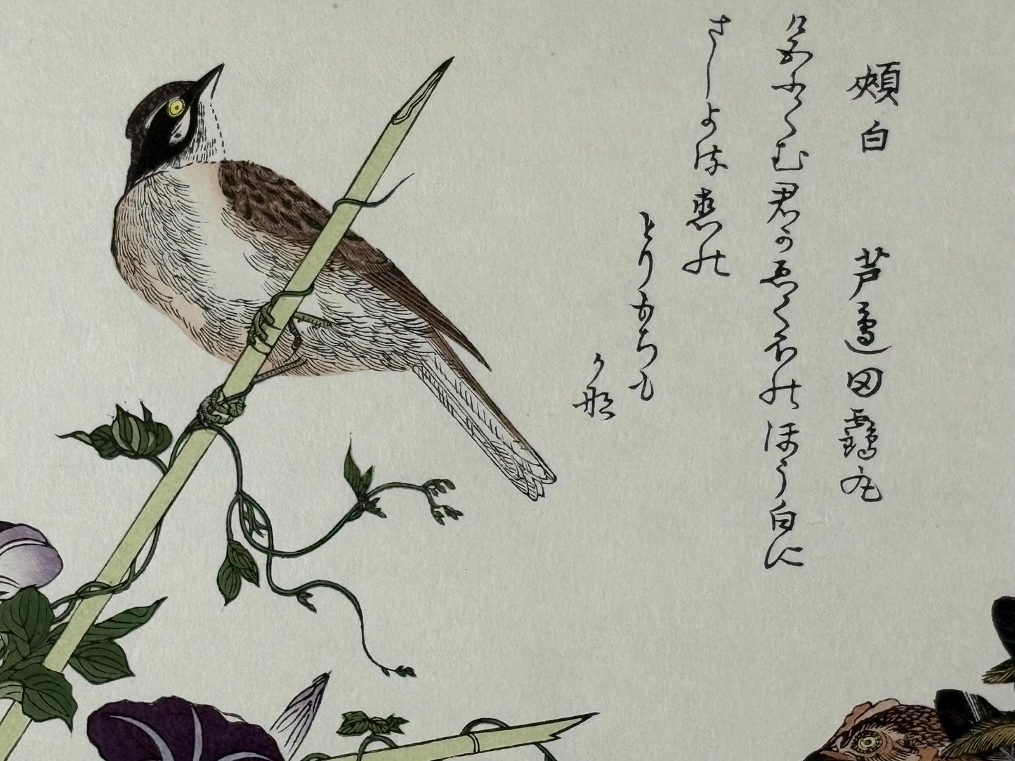 Japanese Ukiyo-e, woodblock print, Utamaro , "Rooster and Meadow Bunting"
