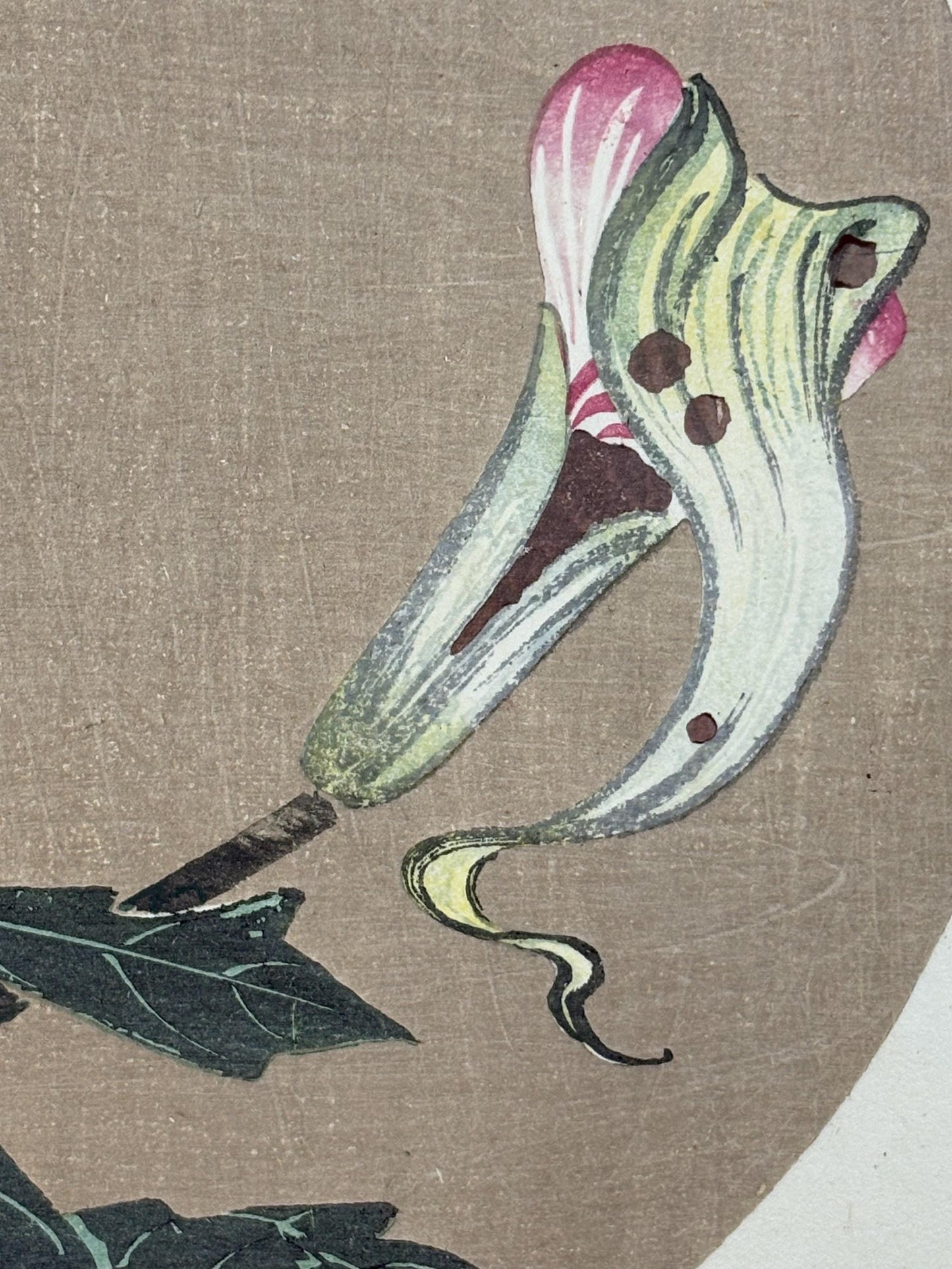 1908, Japanese antique woodblock print, Ito Jakuchu, "Jack in the pulpit, from Jakuchu gafu"