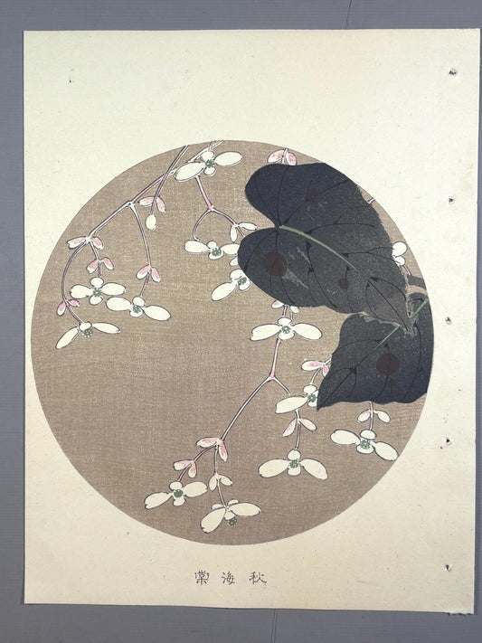 1908, Japanese antique woodblock print, Ito Jakuchu, "hardy begonia, from Jakuchu gafu"