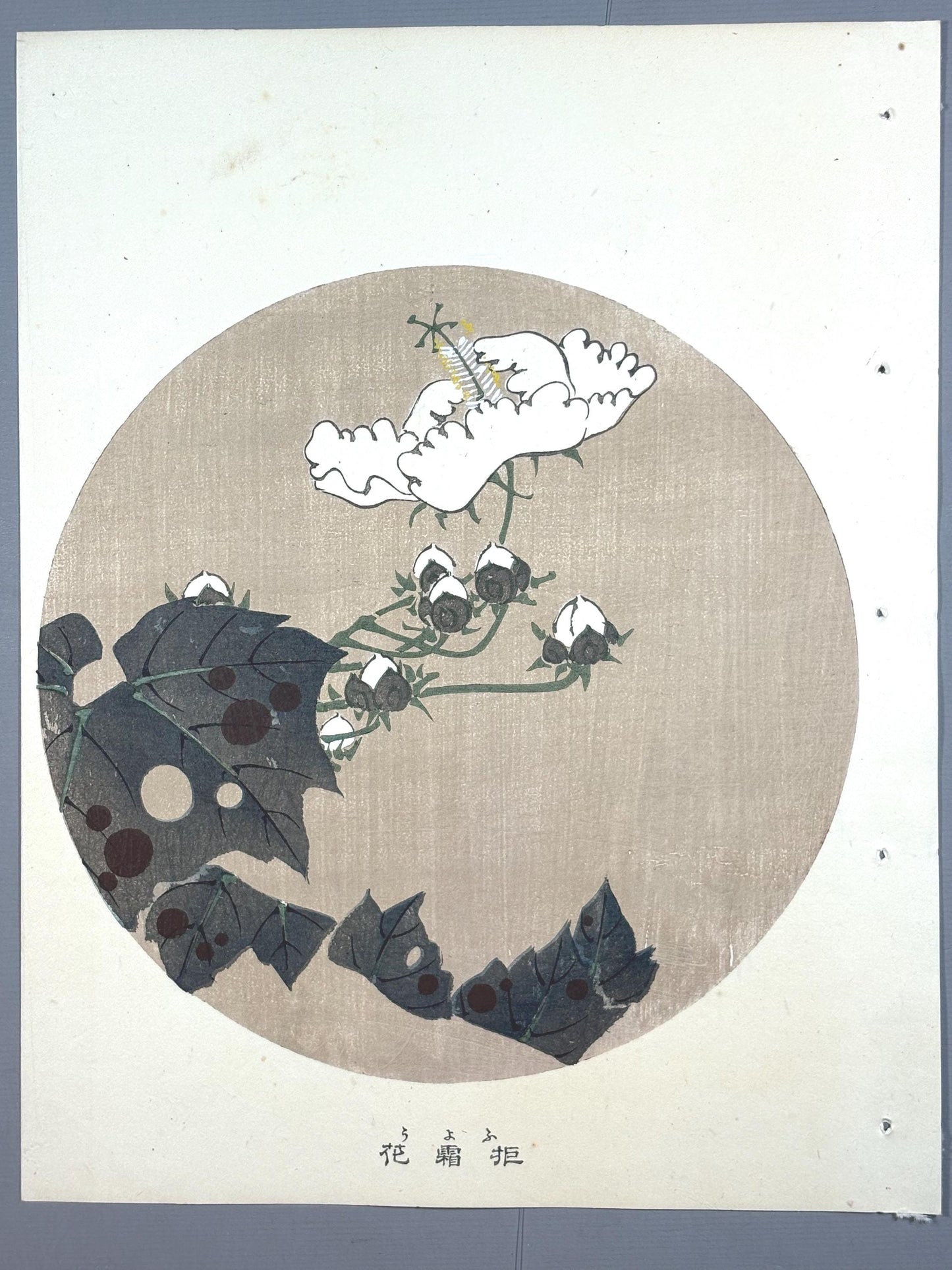 1908, Japanese antique woodblock print, Ito Jakuchu, "cotton rose, from Jakuchu gafu"