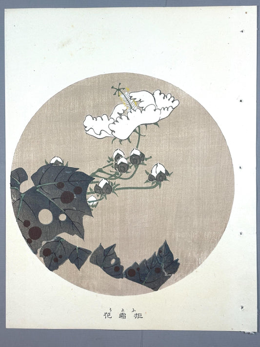 1908, Japanese antique woodblock print, Ito Jakuchu, "cotton rose, from Jakuchu gafu"