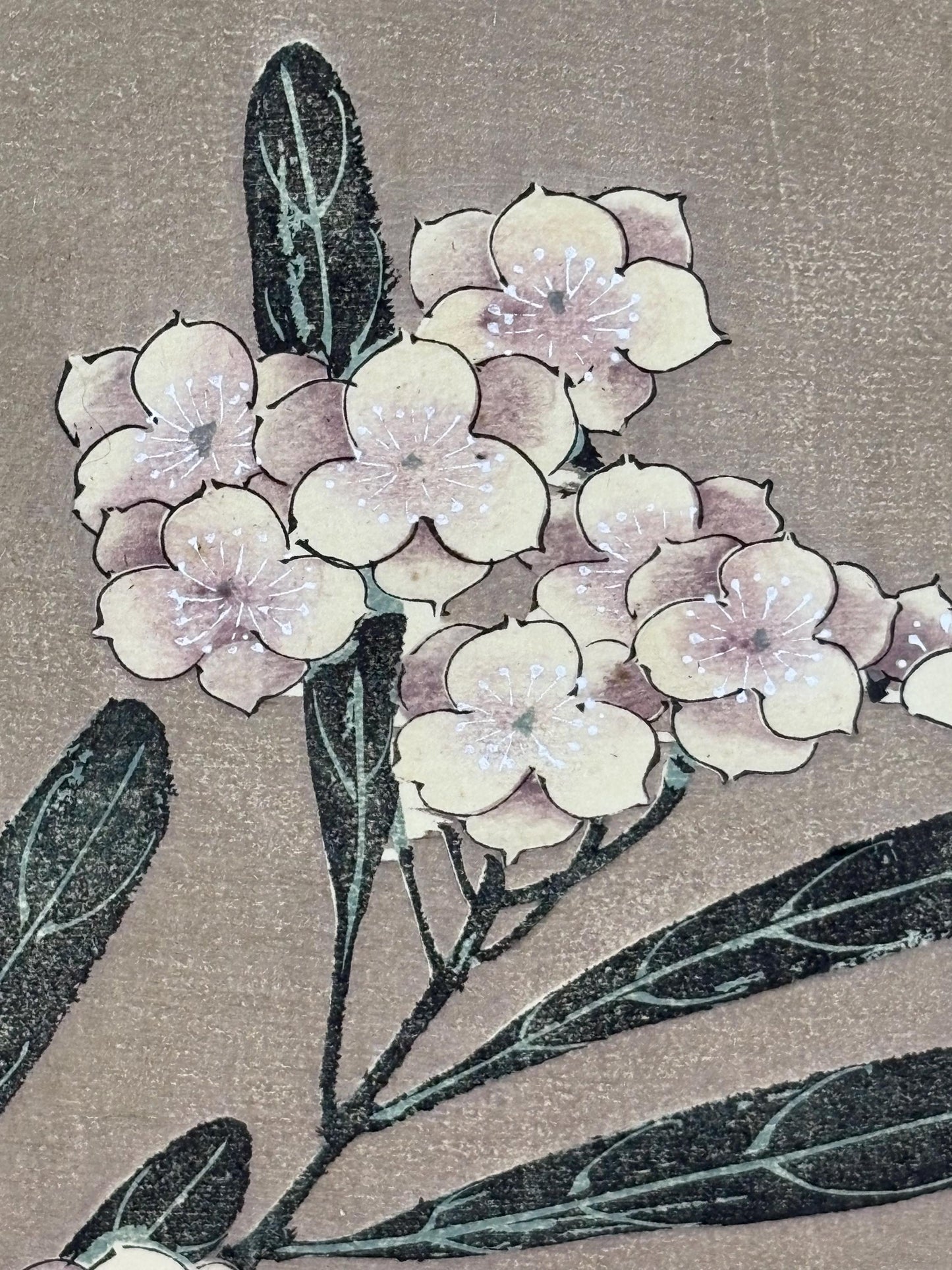 1908, Japanese antique woodblock print, Ito Jakuchu, "Oleander, from Jakuchu gafu"