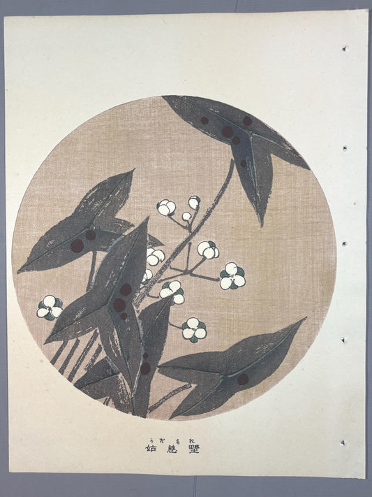 1908, Japanese antique woodblock print, Ito Jakuchu, "Three-leaf arrowhead, from Jakuchu gafu"