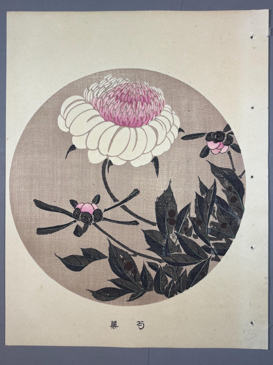 1908, Japanese antique woodblock print, Ito Jakuchu, "Peony, from Jakuchu gafu"