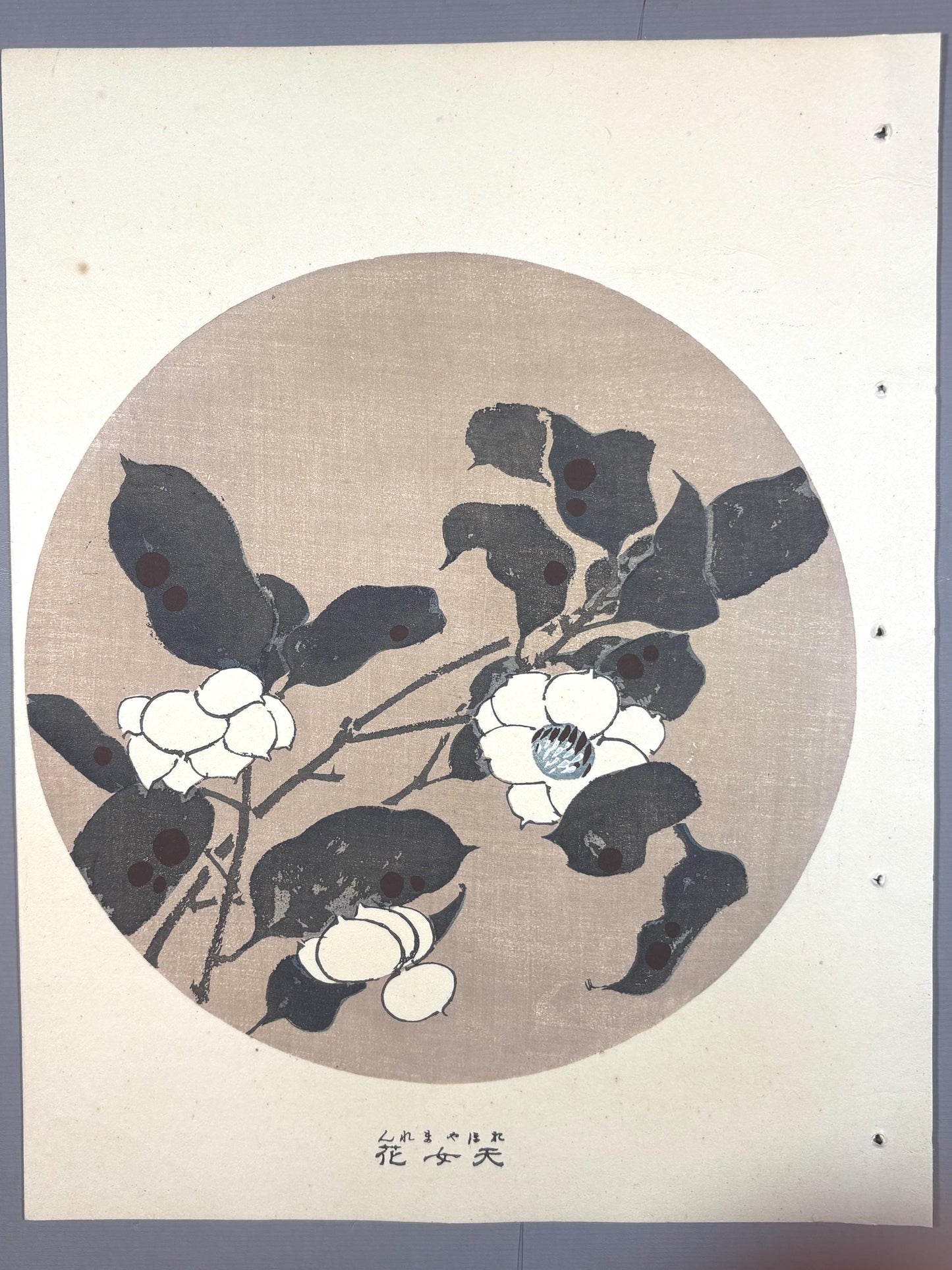 1908, Japanese antique woodblock print, Ito Jakuchu, "Siebold's magnolia, from Jakuchu gafu"