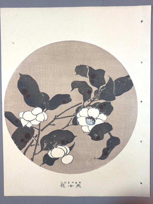 1908, Japanese antique woodblock print, Ito Jakuchu, "Siebold's magnolia, from Jakuchu gafu"