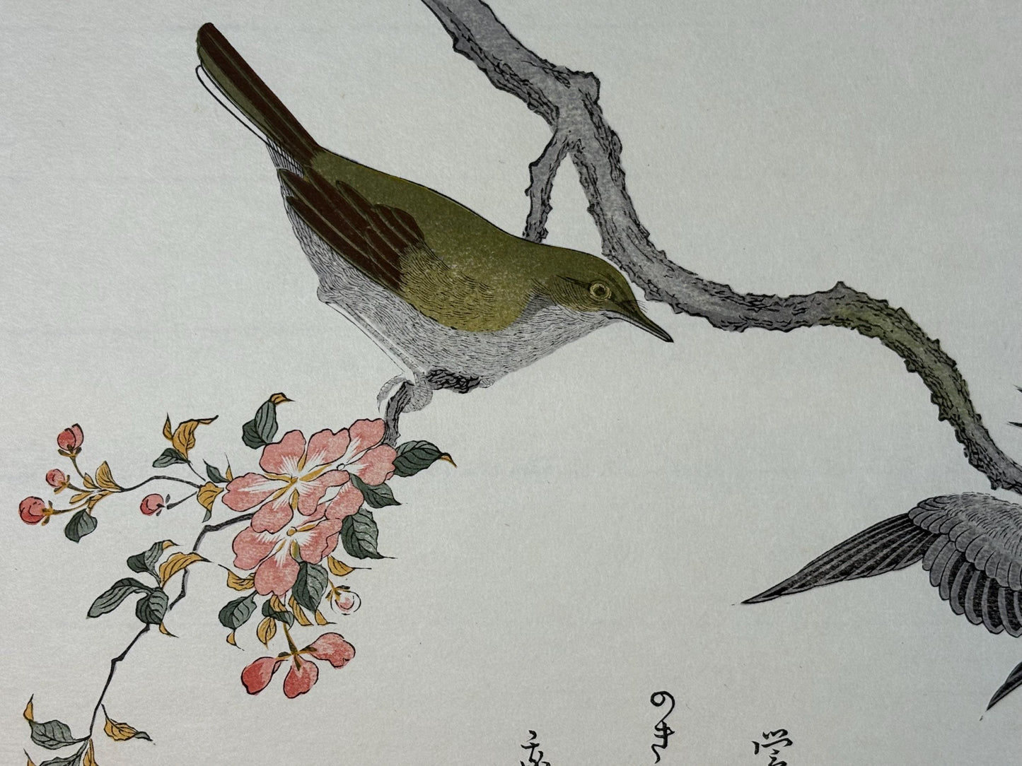 Japanese Ukiyo-e, woodblock print, Utamaro , "Varied Tit and Japanese Bush Warbler"