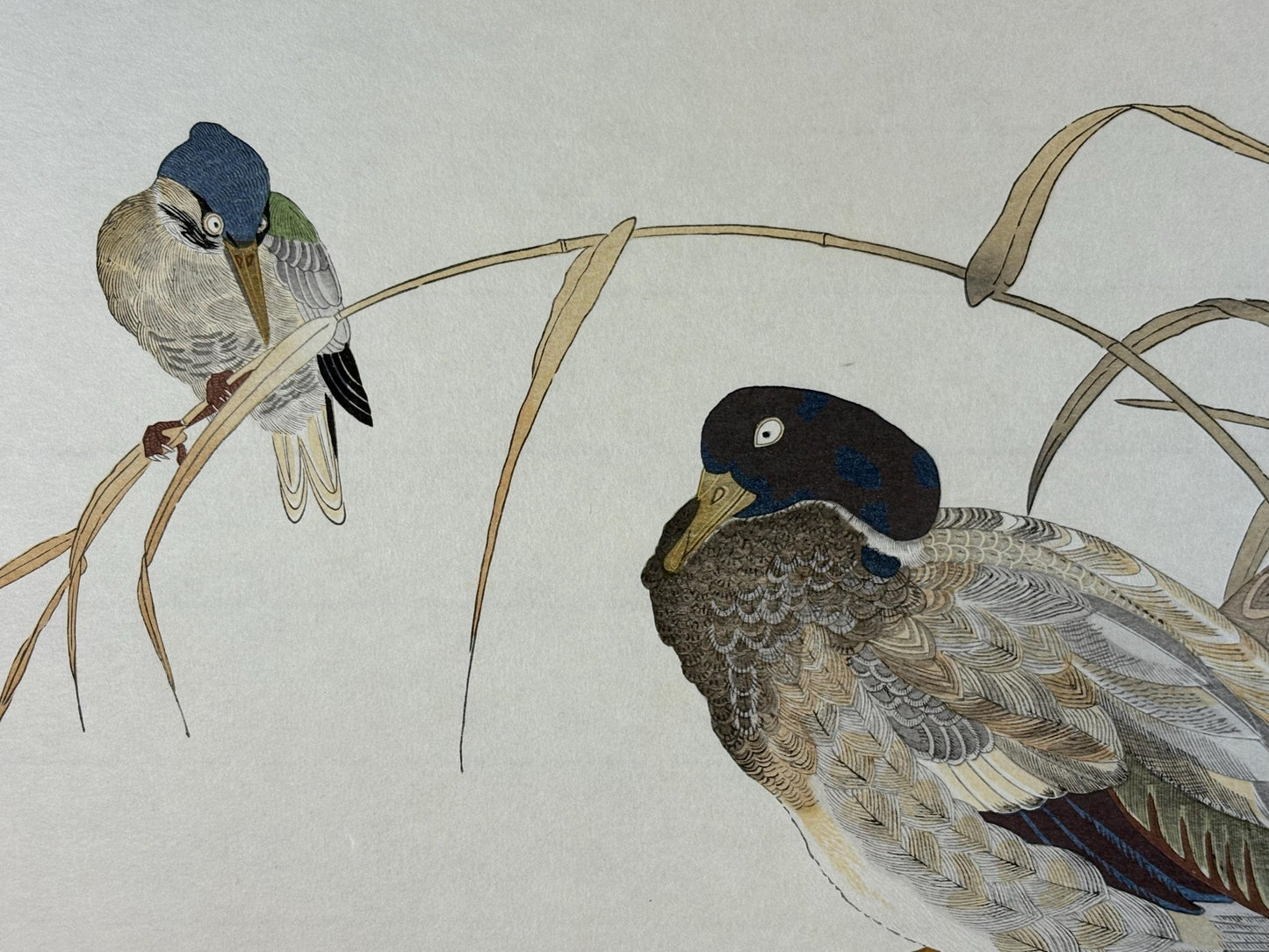 Japanese Ukiyo-e, woodblock print, Utamaro , "Duck and Kingfisher"