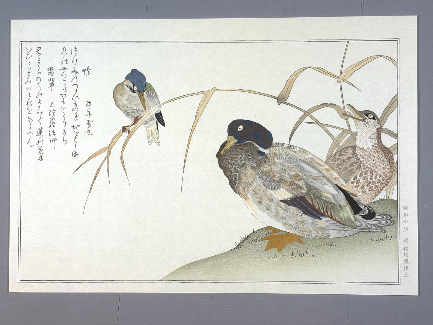 Japanese Ukiyo-e, woodblock print, Utamaro , "Duck and Kingfisher"