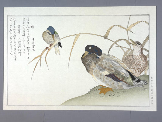 Japanese Ukiyo-e, woodblock print, Utamaro , "Duck and Kingfisher"