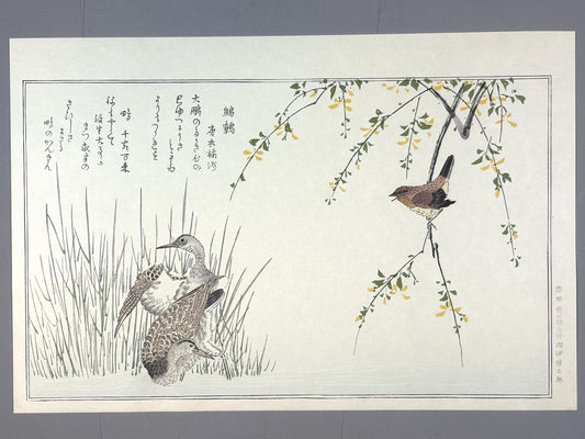 Japanese Ukiyo-e, woodblock print, Utamaro , "Wren and Snipe"