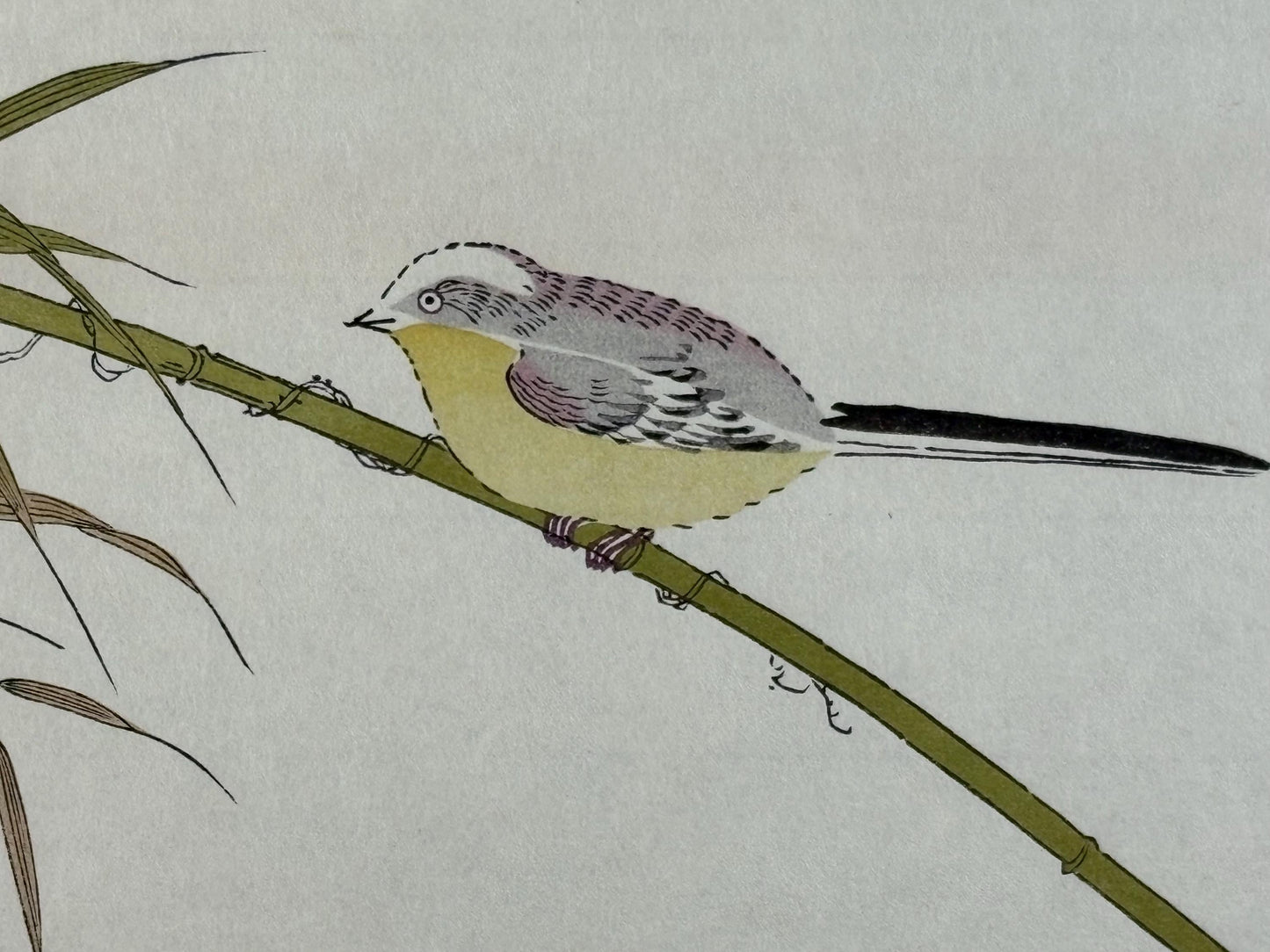 Japanese Ukiyo-e, woodblock print, Utamaro , "Long-tailed Tit and Japanese White-eye"