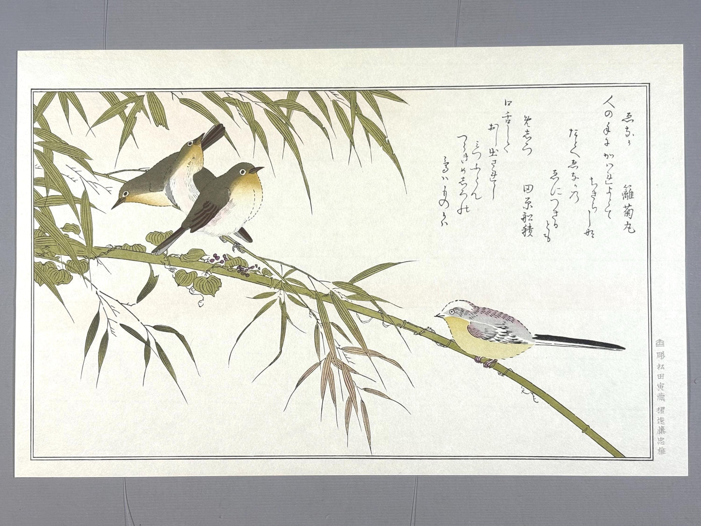 Japanese Ukiyo-e, woodblock print, Utamaro , "Long-tailed Tit and Japanese White-eye"