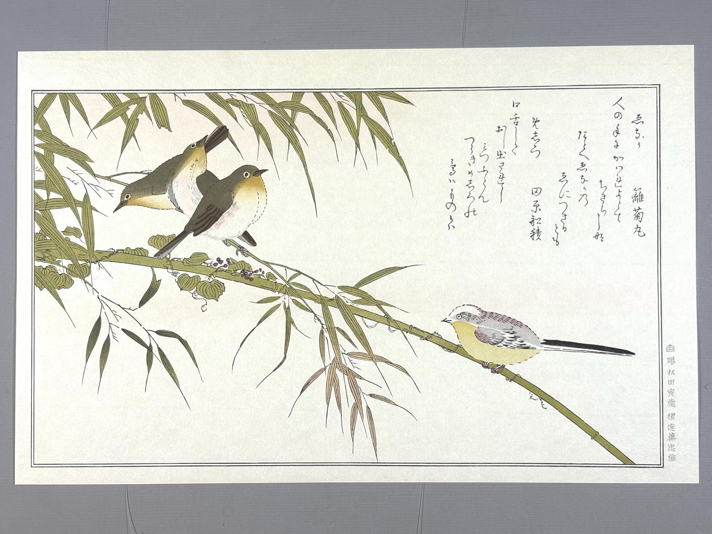 Japanese Ukiyo-e, woodblock print, Utamaro , "Long-tailed Tit and Japanese White-eye"