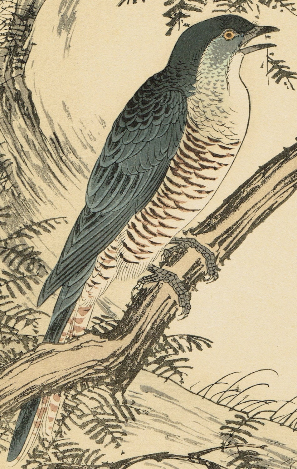 Japanese Antique Original Woodcut Print, Imao Keinen, "Fir, Common cuckoo"