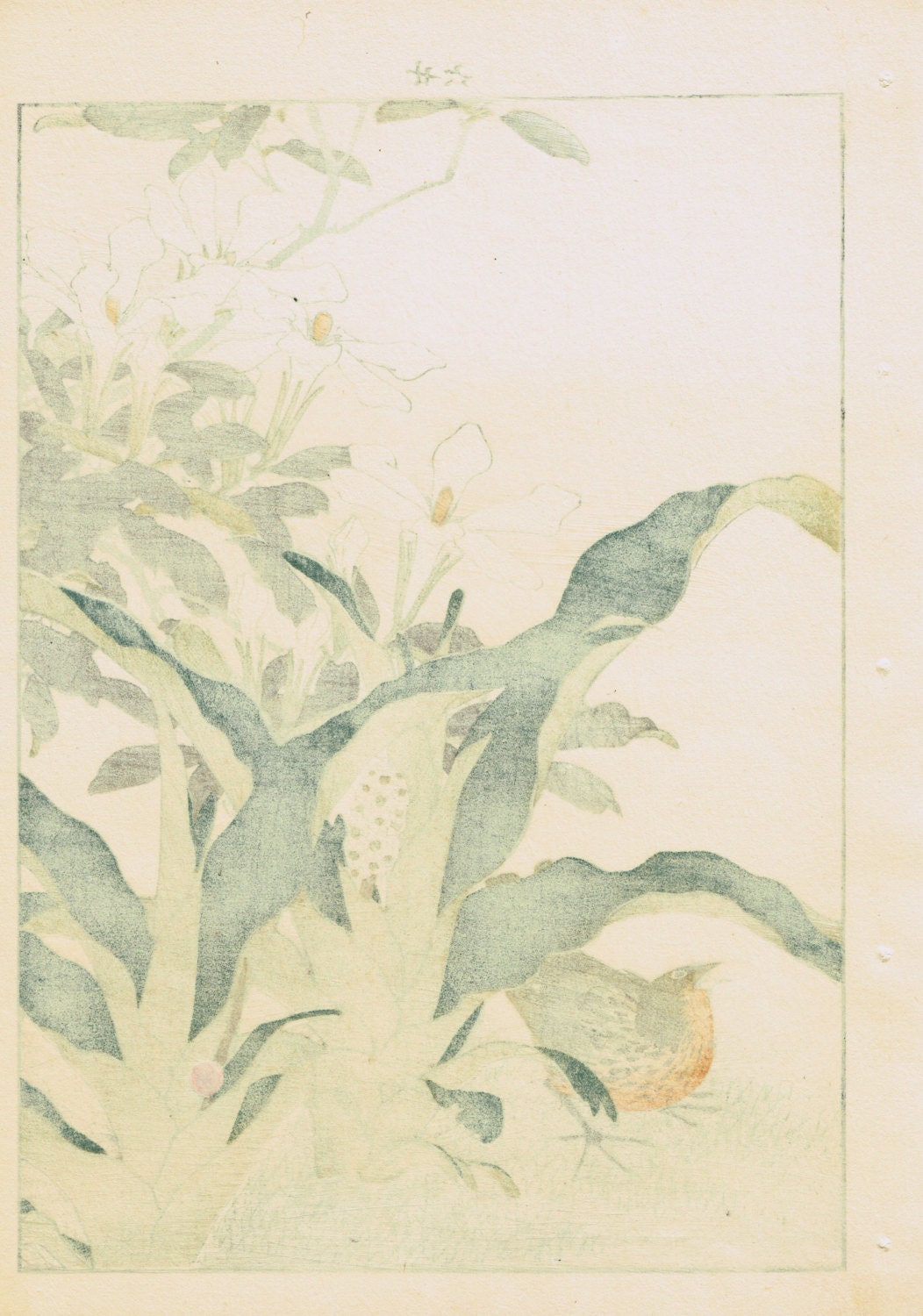 Japanese Antique Original Woodcut Print, Imao Keinen, "Common gardenia, Rohdea, Gray bunting"