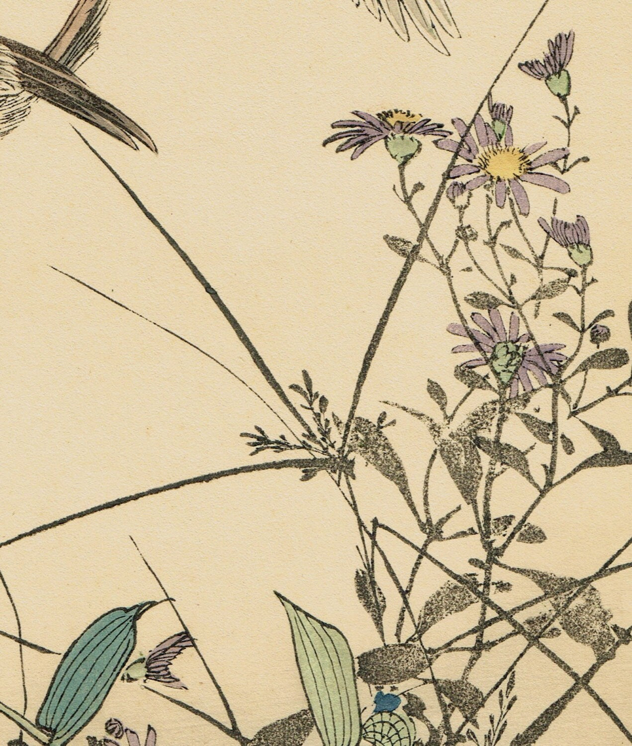 Japanese Antique Original Woodcut Print, Imao Keinen, "Wild chrysanthemum, Commelina communis L. var. hortensis Makino, Rustic Bunting"