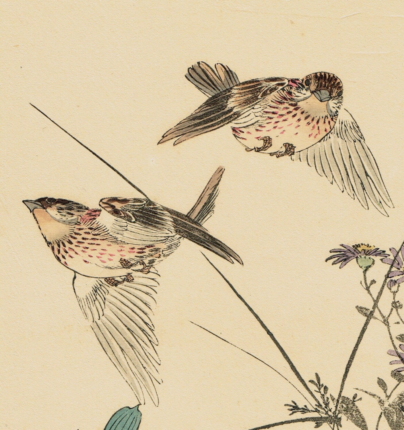 Japanese Antique Original Woodcut Print, Imao Keinen, "Wild chrysanthemum, Commelina communis L. var. hortensis Makino, Rustic Bunting"