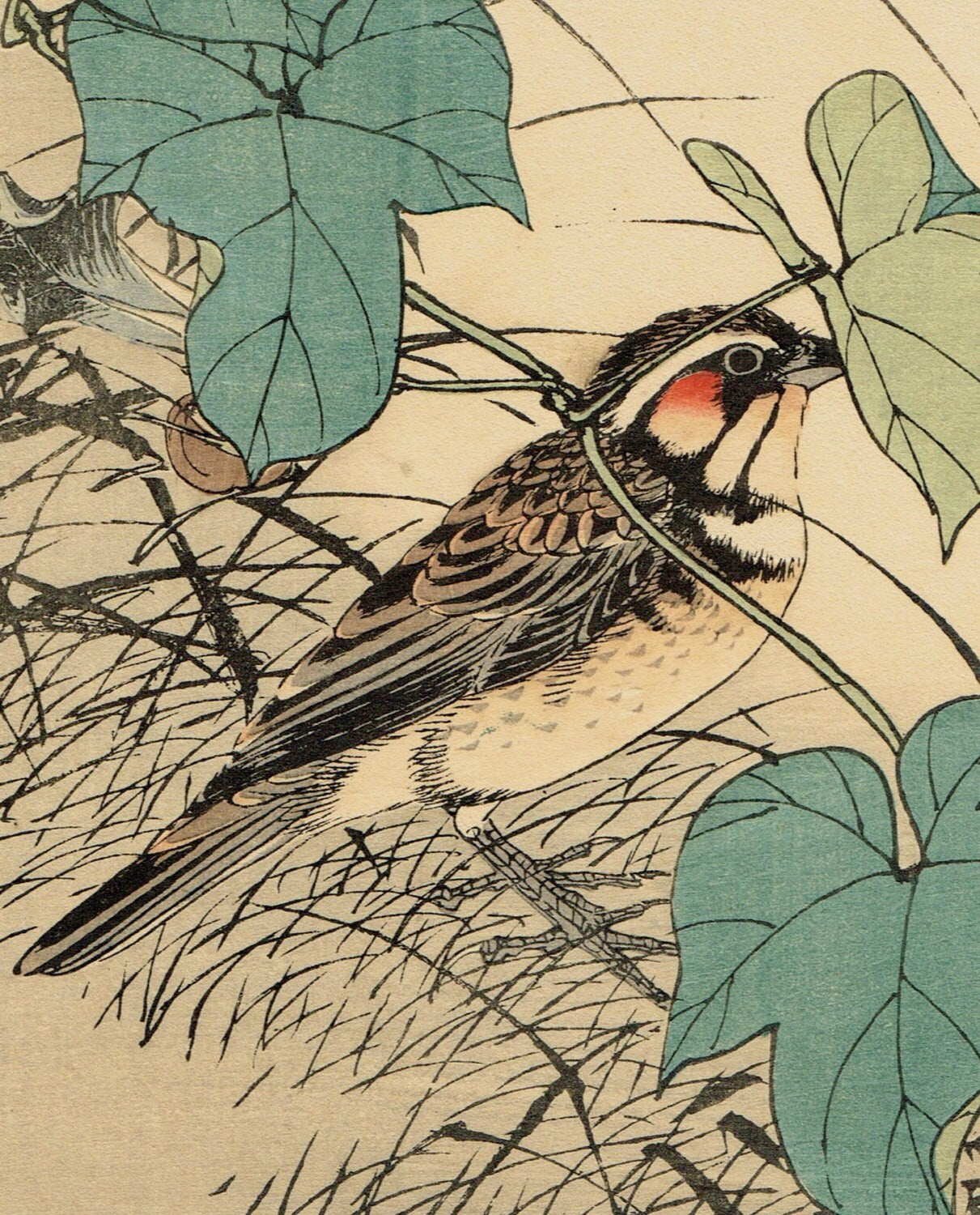 Japanese Antique Original Woodcut Print, Imao Keinen, "Japanese morning-glory, Chestnut-eared bunting"