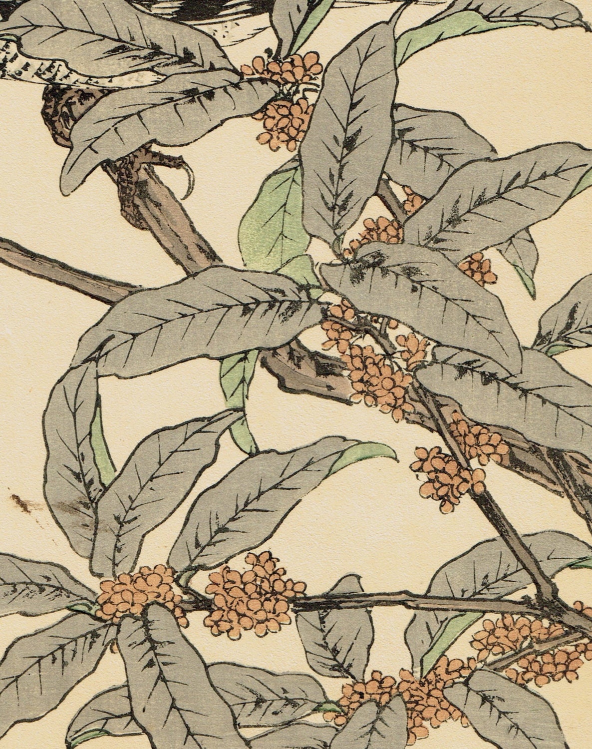 Japanese Antique Original Woodcut Print, Imao Keinen, "fragrant orange-colored olive, Warbler"