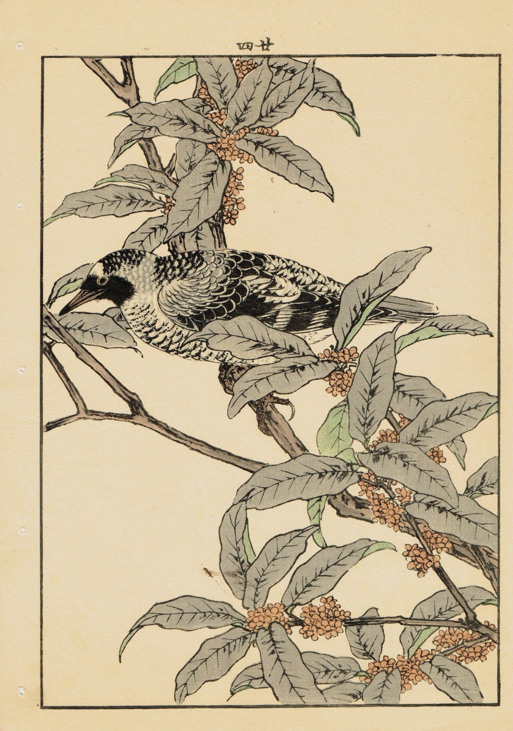 Japanese Antique Original Woodcut Print, Imao Keinen, "fragrant orange-colored olive, Warbler"