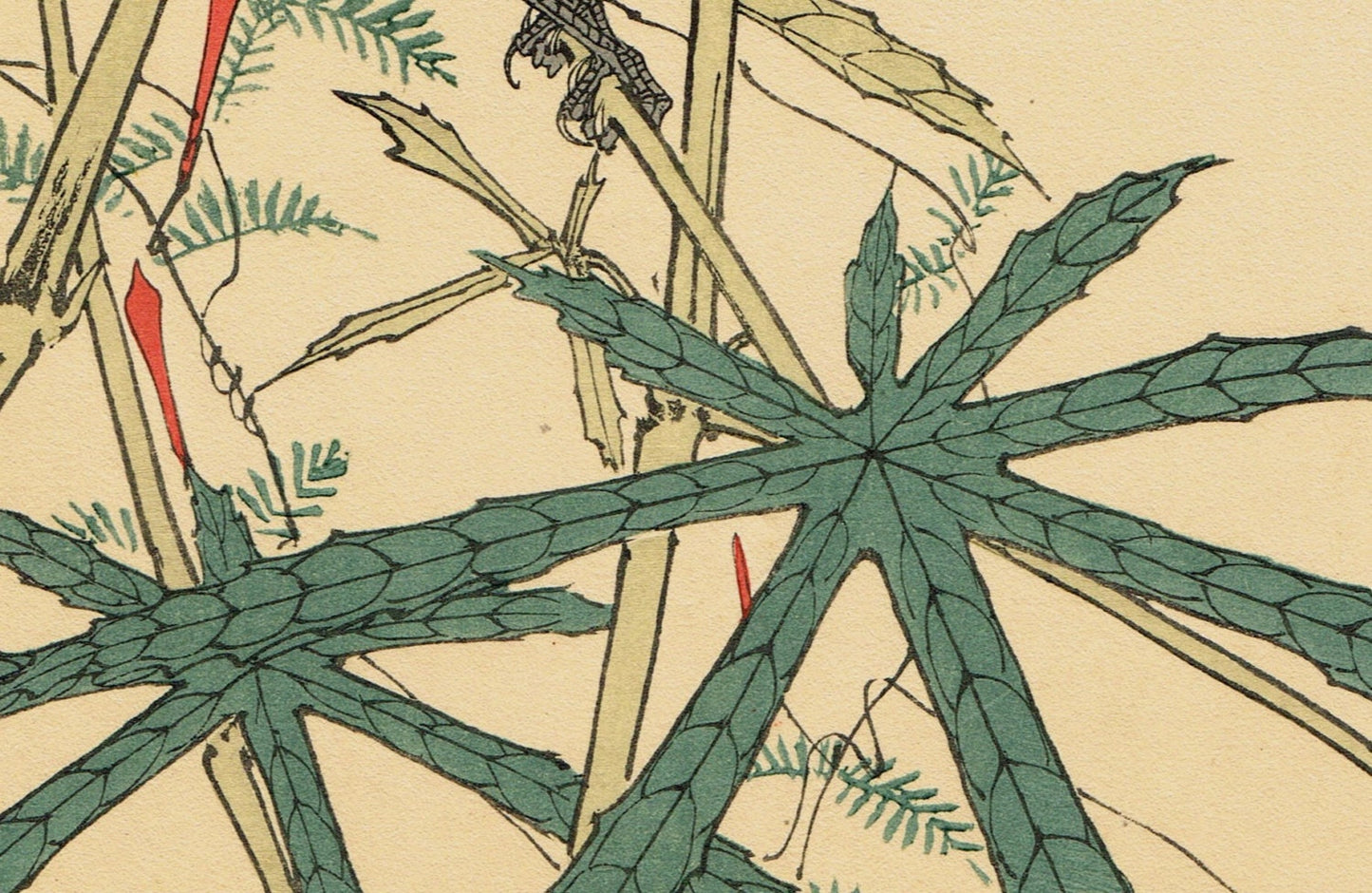 Japanese Antique Original Woodcut Print, Imao Keinen, "Aibika, Cypress Vine, Japanese robin"