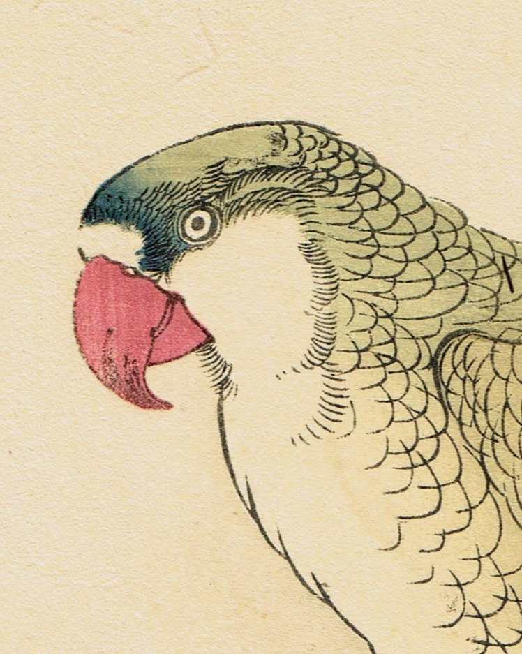 Japanese Antique Original Woodcut Print, Imao Keinen, "Plum blossom, Red-breasted parakeet"