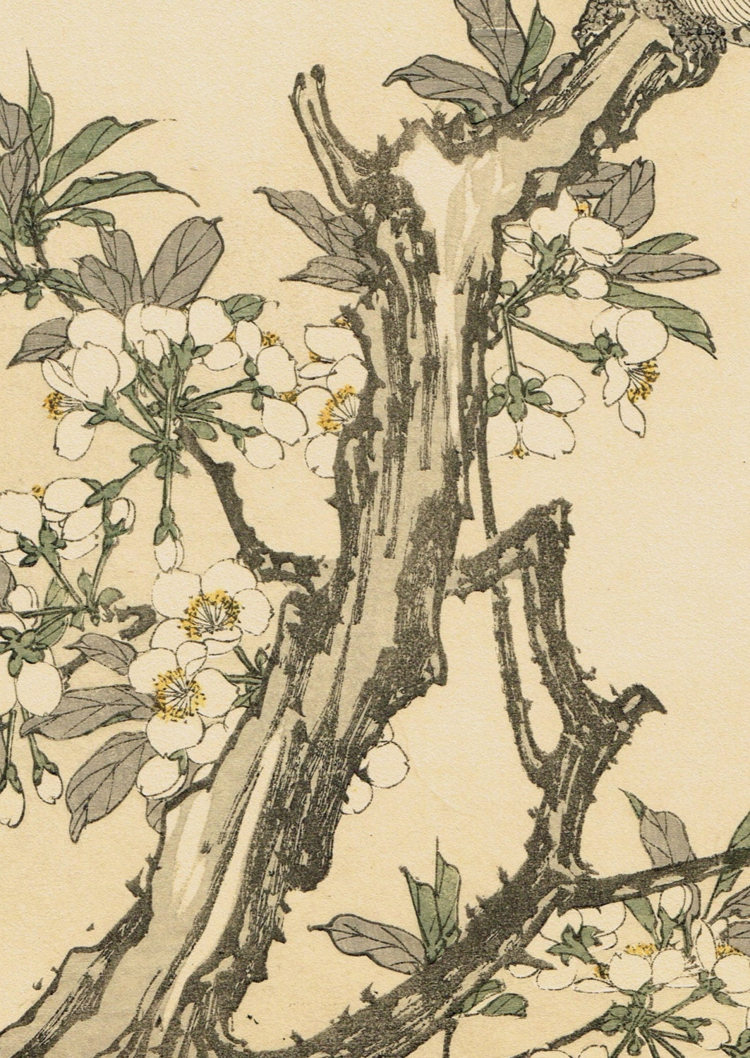 Japanese Antique Original Woodcut Print, Imao Keinen, "Plum blossom, Red-breasted parakeet"