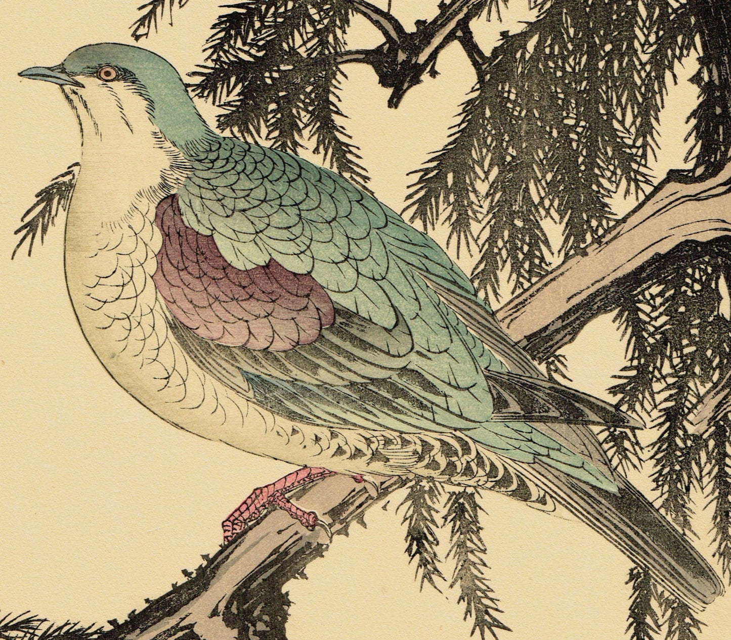 Japanese Antique Original Woodcut Print, Imao Keinen, "Japanese cedar,Turtledove"