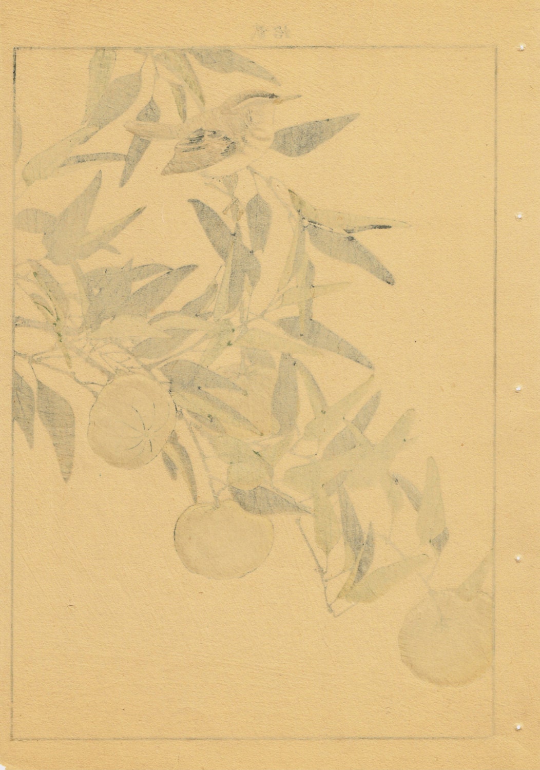 Japanese Antique Original Woodcut Print, Imao Keinen, "Citrus leiocarpa, Zitting Cisticola"