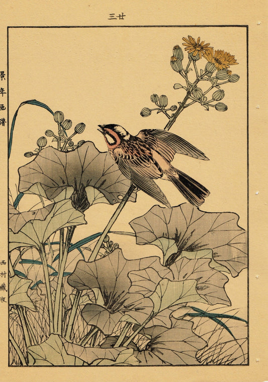 Japanese Antique Original Woodcut Print, Imao Keinen, "Farfugium japonicum, Meadow Bunting"