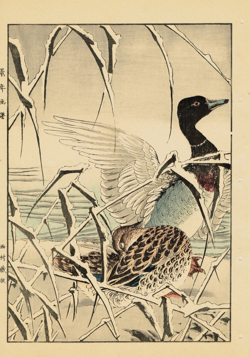 Japanese Antique Original Woodcut Print, Imao Keinen, "Reed, Duck"