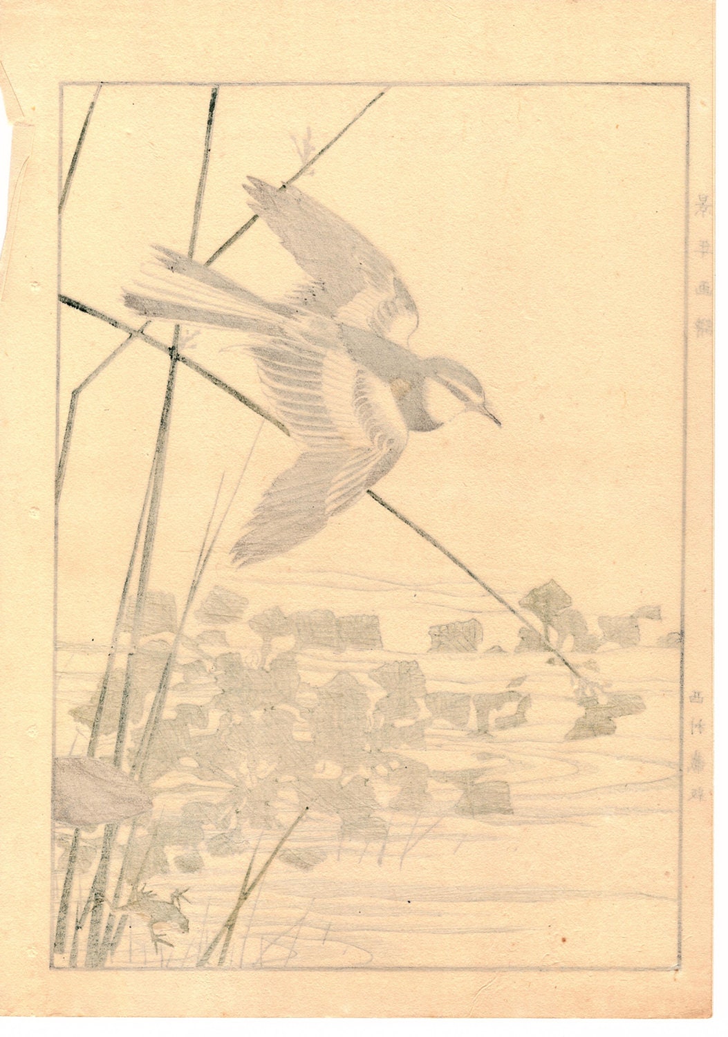 Japanese Antique Original Woodcut Print, Imao Keinen, "Nuphar japonicum, Japanese Wagtail"