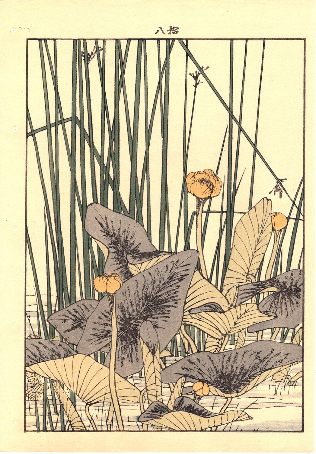 Japanese Antique Original Woodcut Print, Imao Keinen, "Nuphar japonicum, Japanese Wagtail"