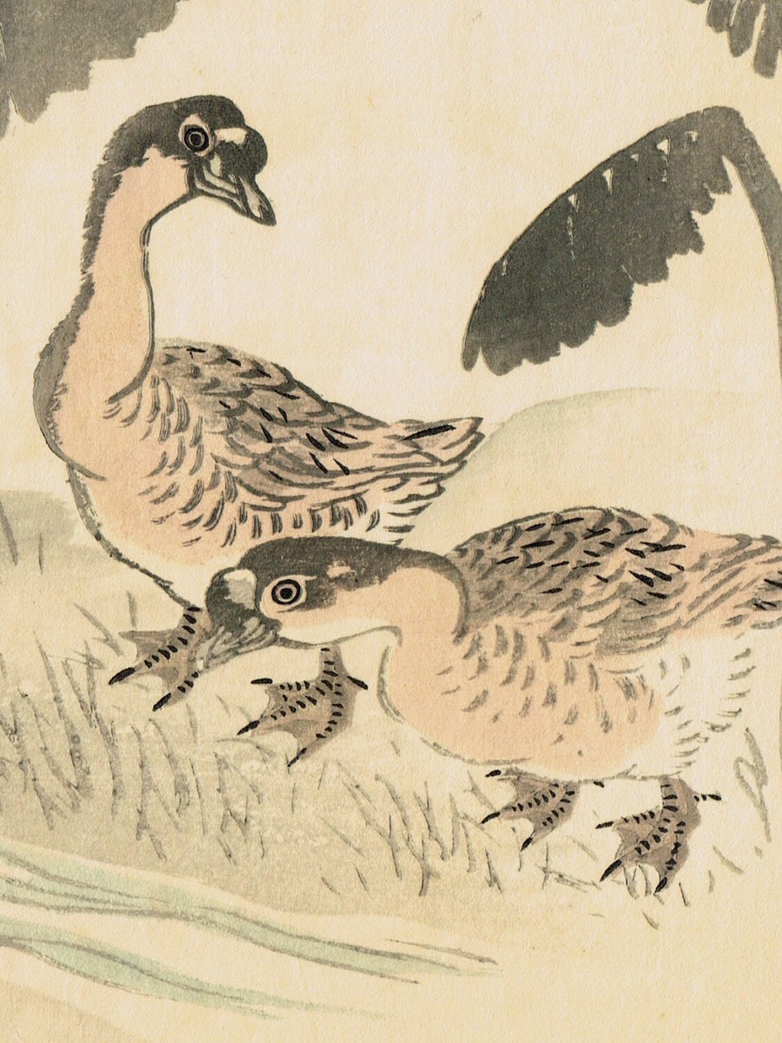 1913, Japanese Woodblock print, antique, Nakajima Yusyo, "Duck"